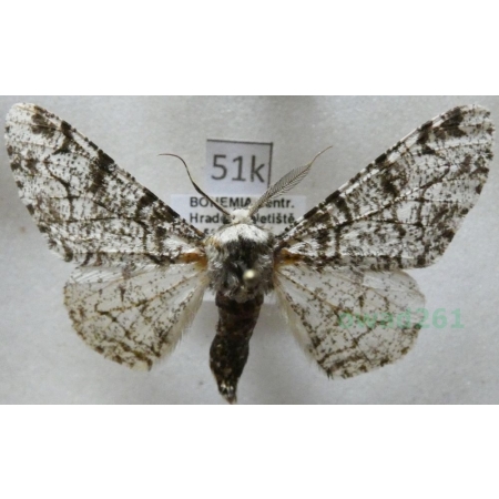 Biston betularia (Linnaeus, 1758) Krępak nabrzozak Czech51k